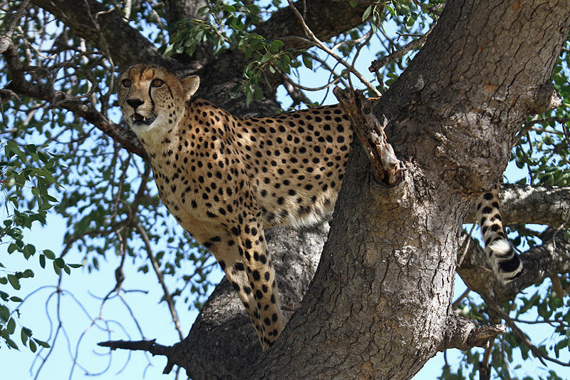 Cheetah by Mick Dryden