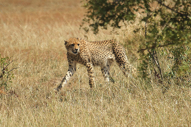 Cheetah by Mick Dryden