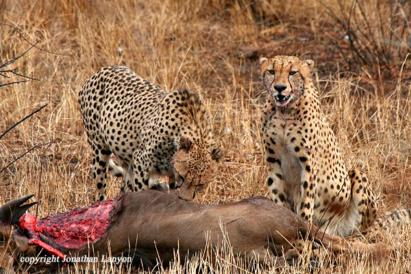 Cheetah by Jonathan Lanyon