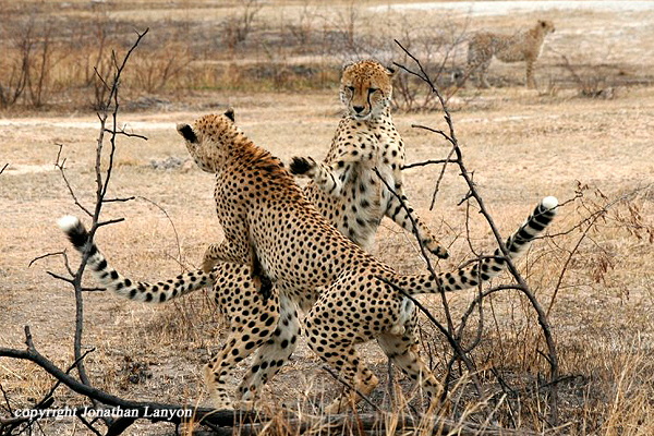 Cheetah by Jonathan Lanyon