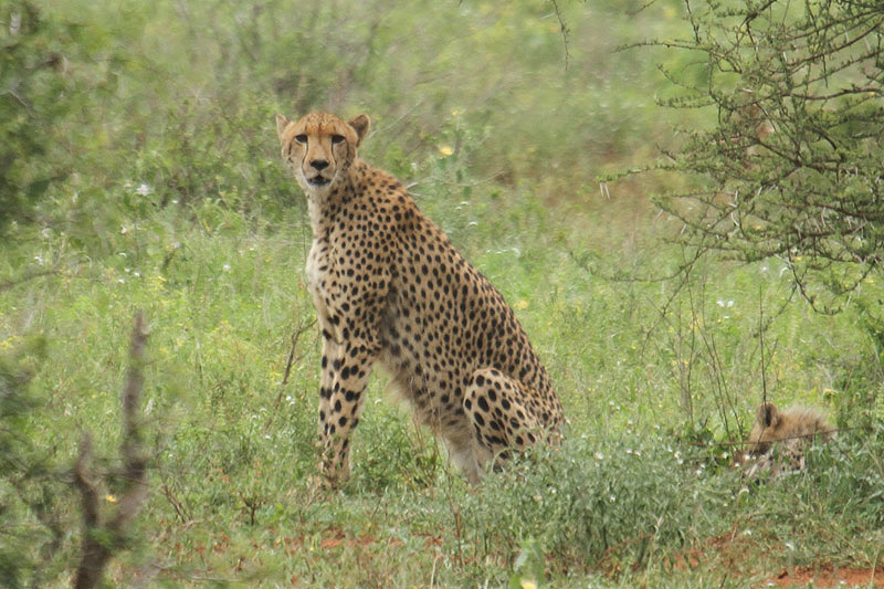 Cheetah by Mick Dryden