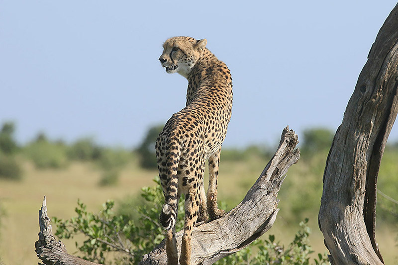 Cheetah by Mick Dryden