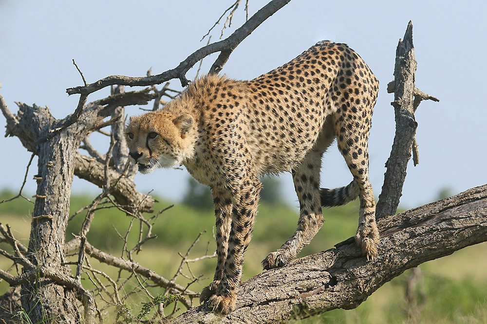 Cheetah by Mick Dryden