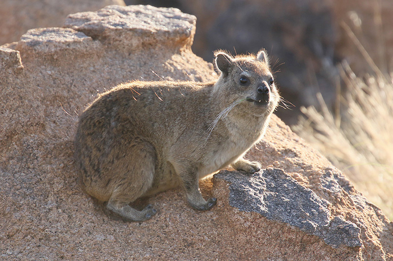 Dassie by Mick Dryden