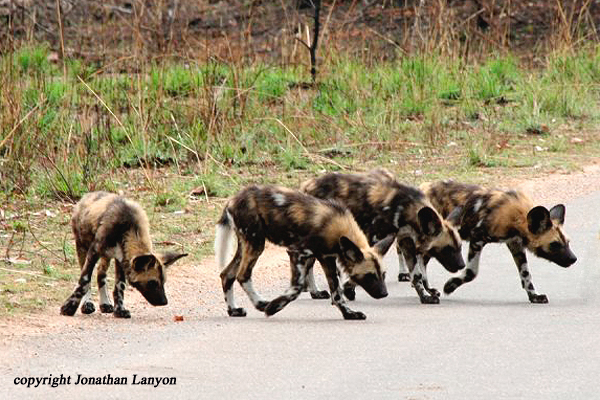 Wild Dog by Jonathan Lanyon