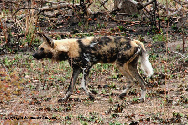 Wild Dog by Jonathan Lanyon