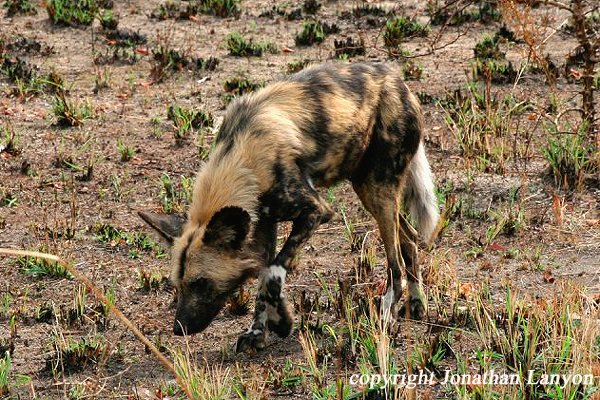 Wild Dog by Jonathan Lanyon