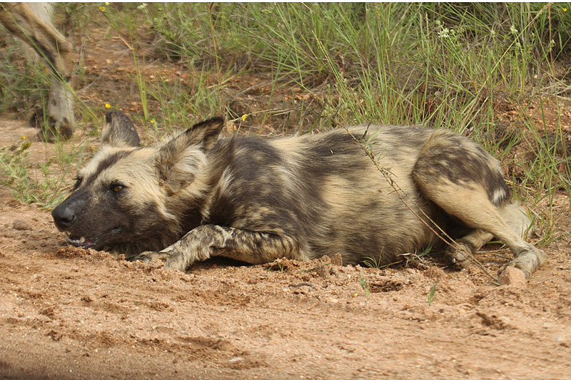 Wild Dog by Mick Dryden