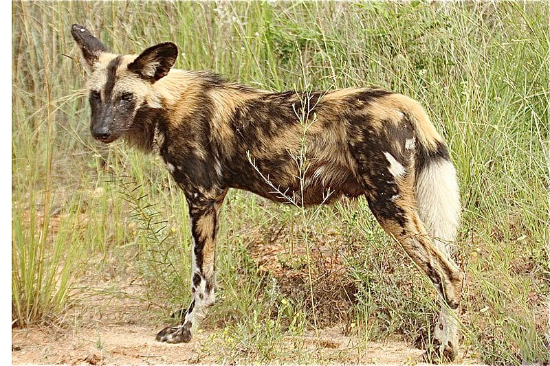 Wild Dog by Mick Dryden