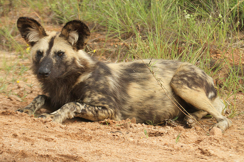 Wild Dog by Mick Dryden