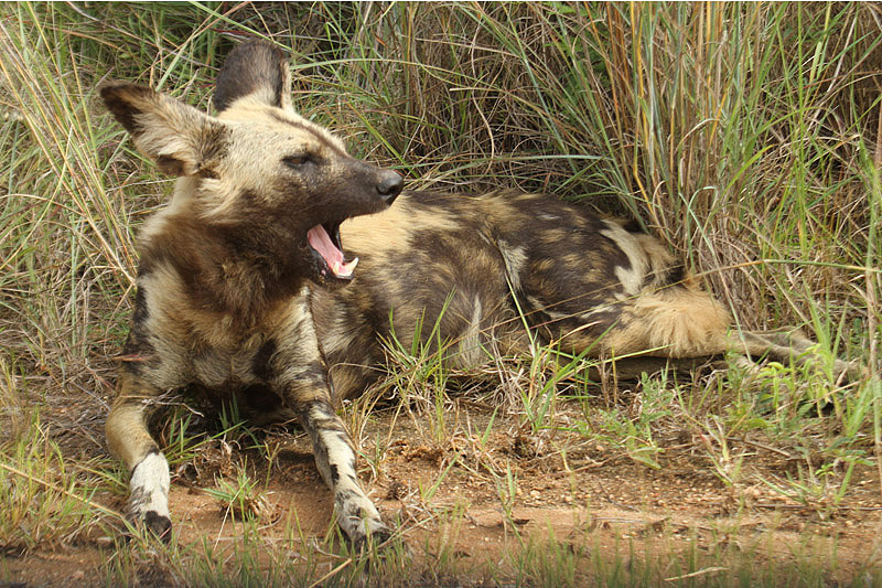 Wild Dog by Mick Dryden