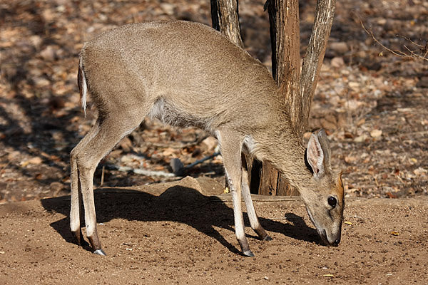 Grey Duiker by Mick Dryden