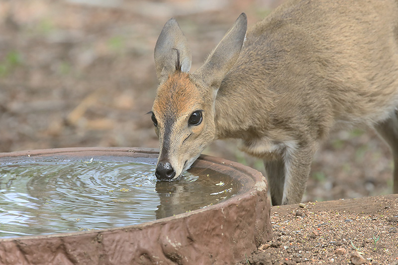 Grey Duiker by Mick Dryden