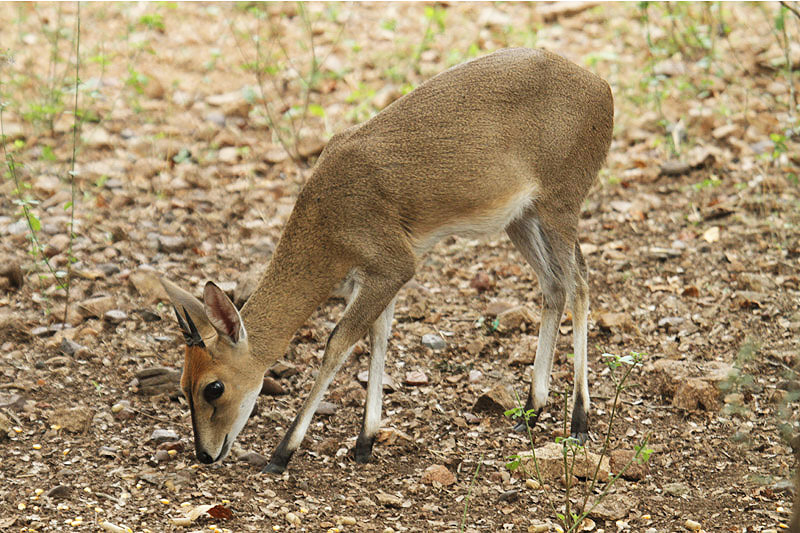 Grey Duiker by Mick Dryden