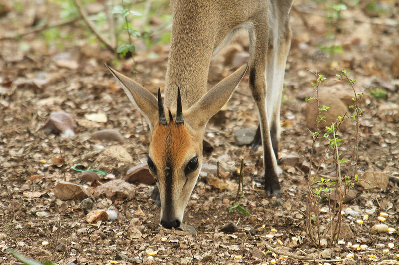 Grey Duiker by Mick Dryden