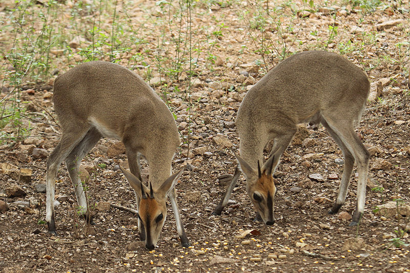 Grey Duiker by Mick Dryden