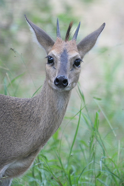 Grey Duiker by Mick Dryden