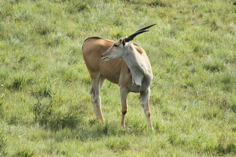 Eland by Mick Dryden