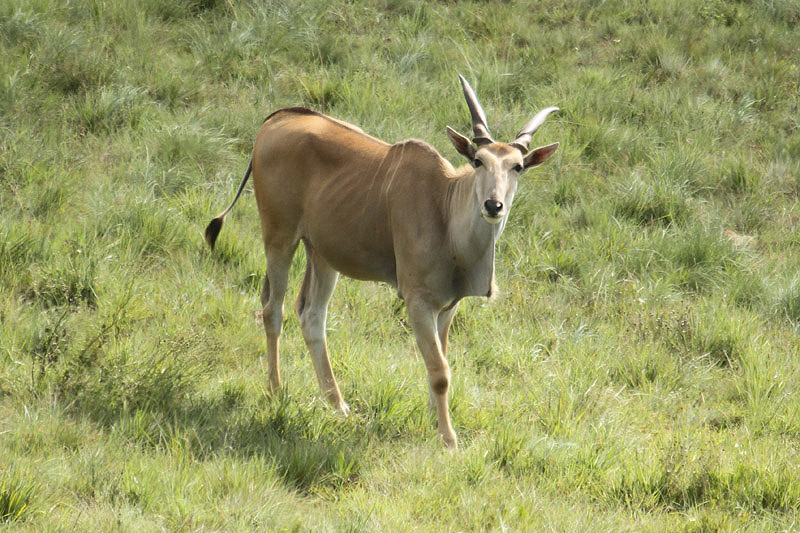 Eland by Mick Dryden