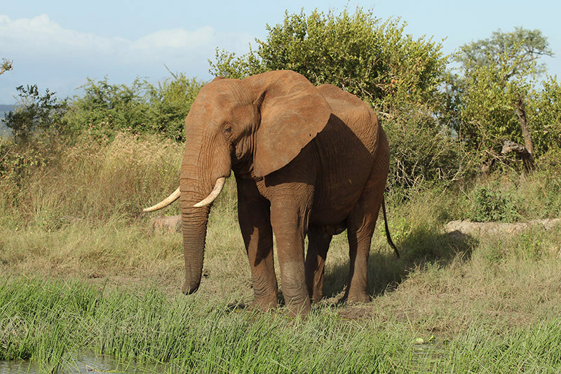 Elephant by Mick Dryden