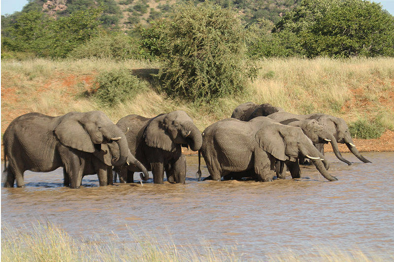 Elephant by Mick Dryden