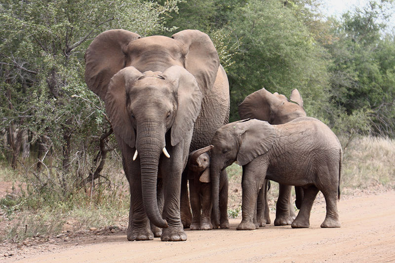 Elephant by Mick Dryden