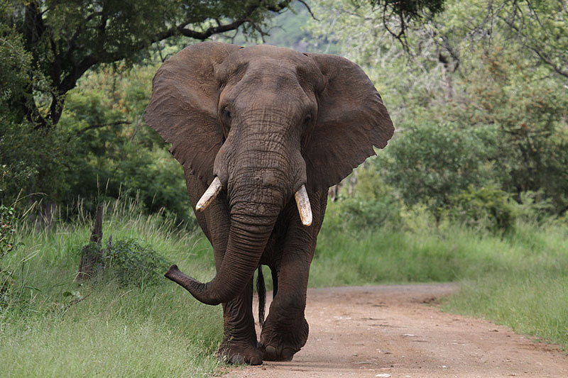 Elephant by Mick Dryden