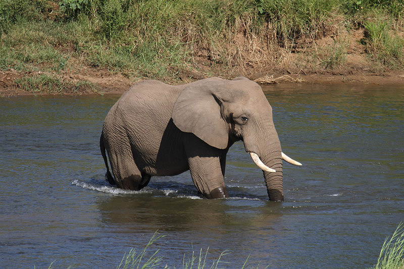 Elephant by Mick Dryden