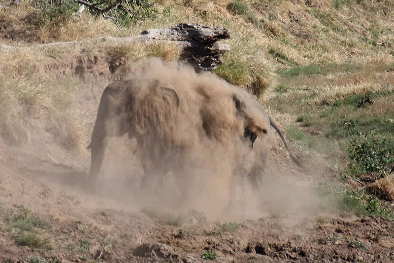 Elephant by Mick Dryden