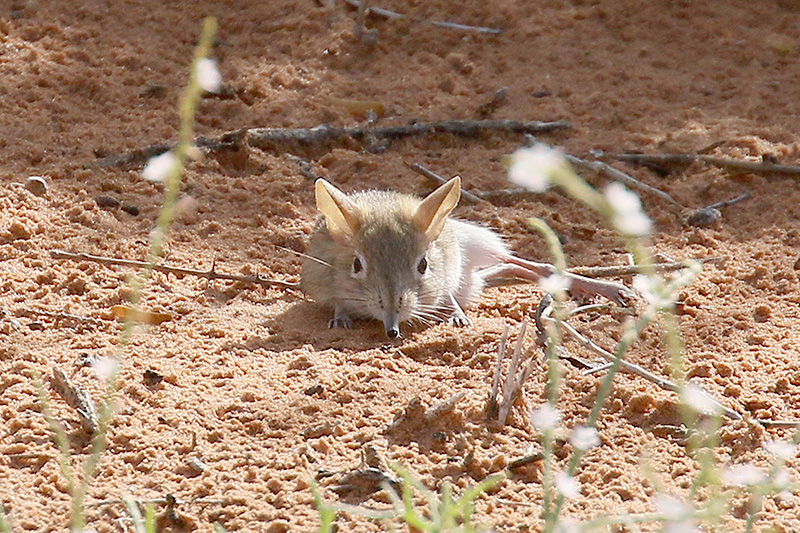 Elephant Shrew by Mick Dryden