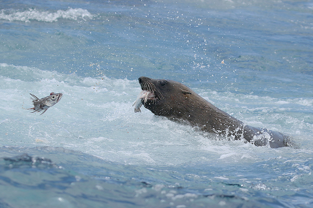 Fur Seal by Mick Dryden