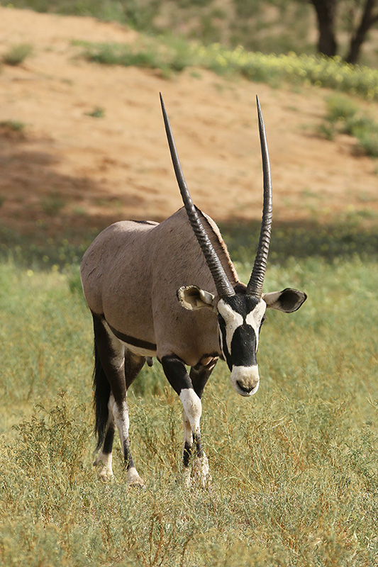 Gemsbok by Mick Dryden