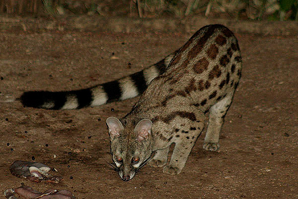 Small-spotted Genet by Mick Dryden