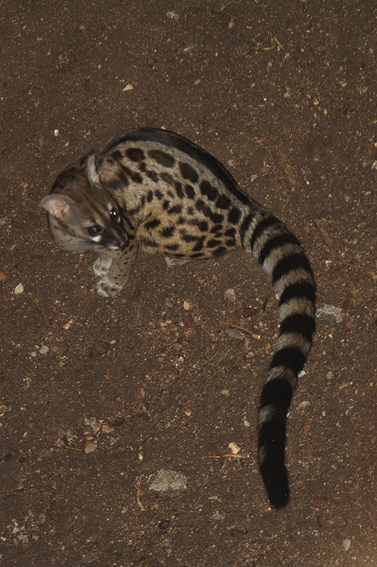 Small-spotted Genet by Mick Dryden