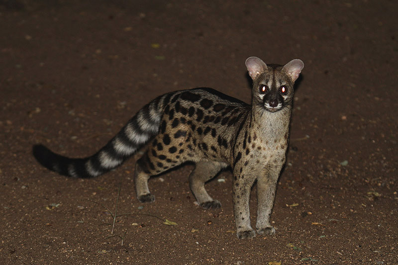 Small-spotted Genet by Mick Dryden