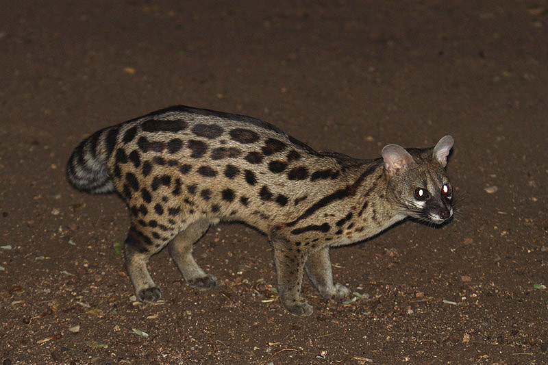 Small-spotted Genet by Mick Dryden