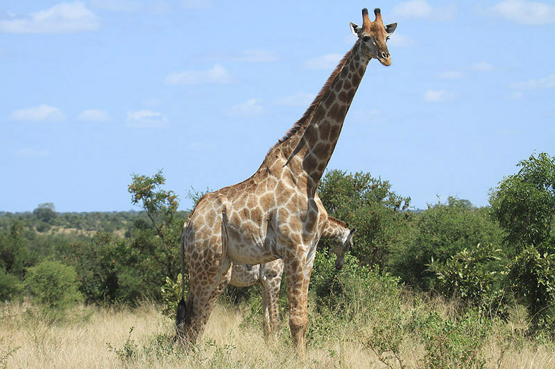 Giraffe by Mick Dryden