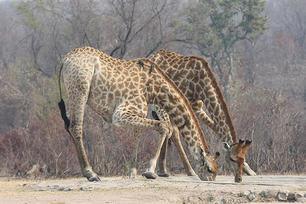 Giraffe by Mick Dryden