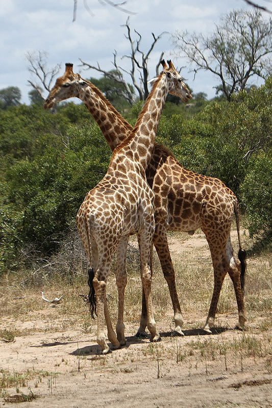 Giraffe by Mick Dryden