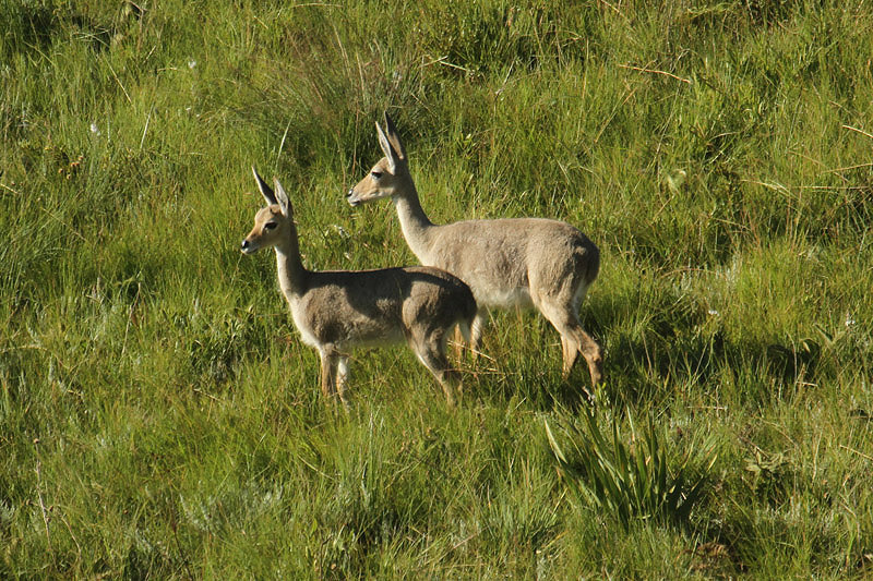Grey Rhebok by Mick Dryden
