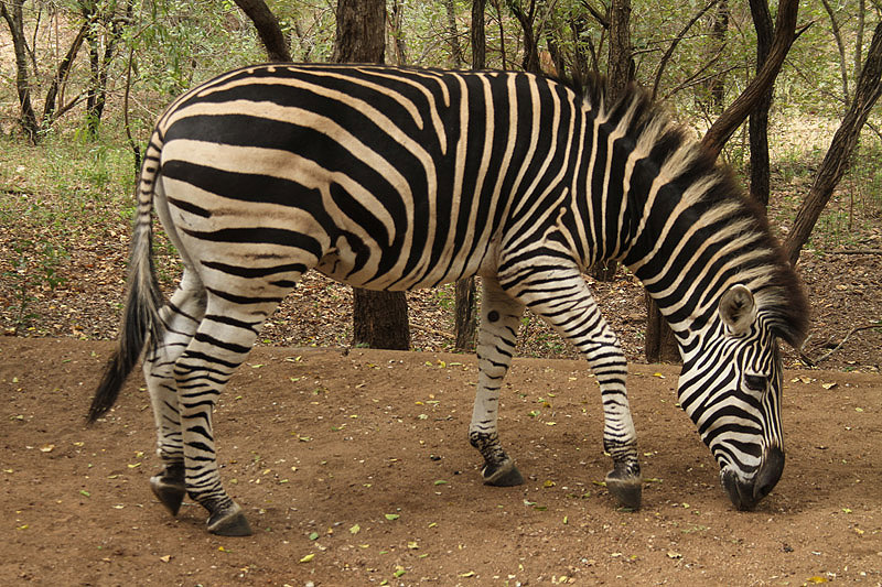 Zebra by Mick Dryden