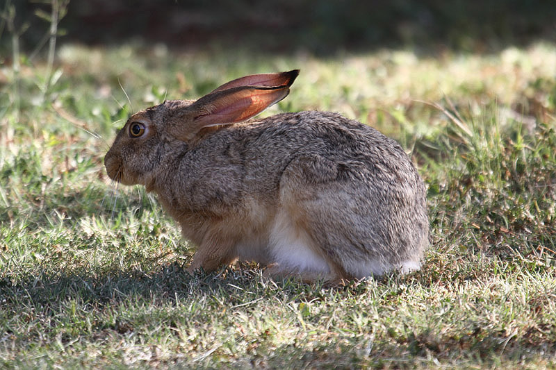 Hare by Mick Dryden