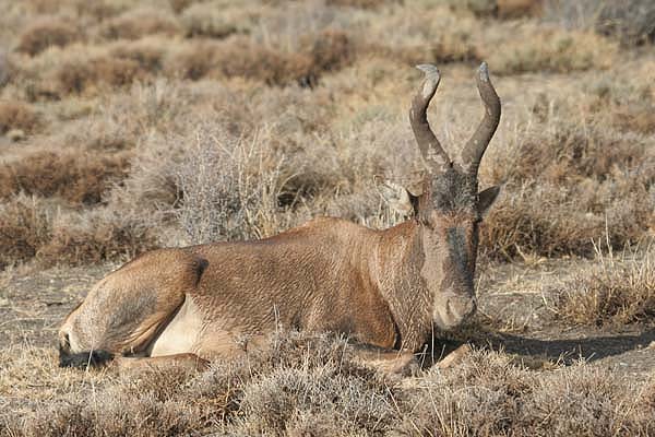 Red Hartebeest by Mick Dryden