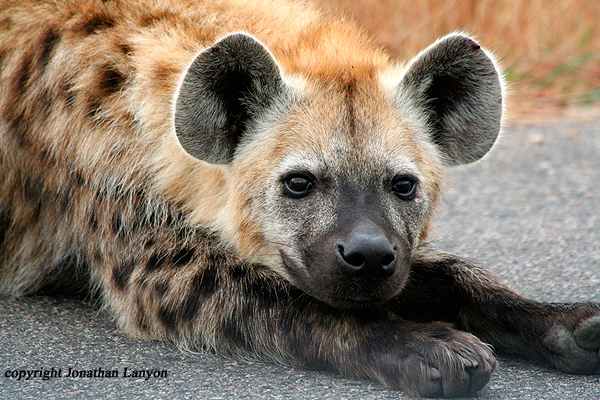 Hyaena by Jonathan Lanyon