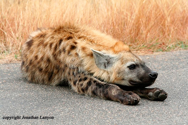 Hyaena by Jonathan Lanyon