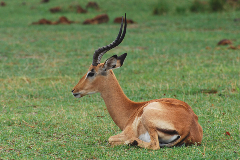 Impala by Bob Schmedlin