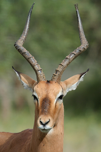 Impala by Mick Dryden