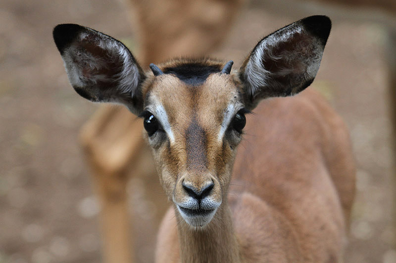 Impala by Mick Dryden