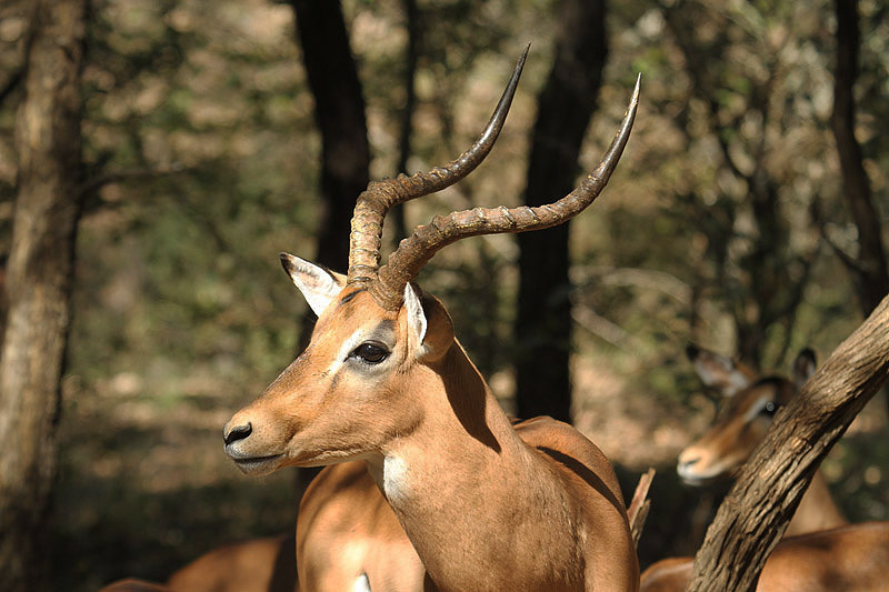 Impala by Mick Dryden