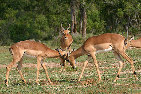 Impala by Mick Dryden